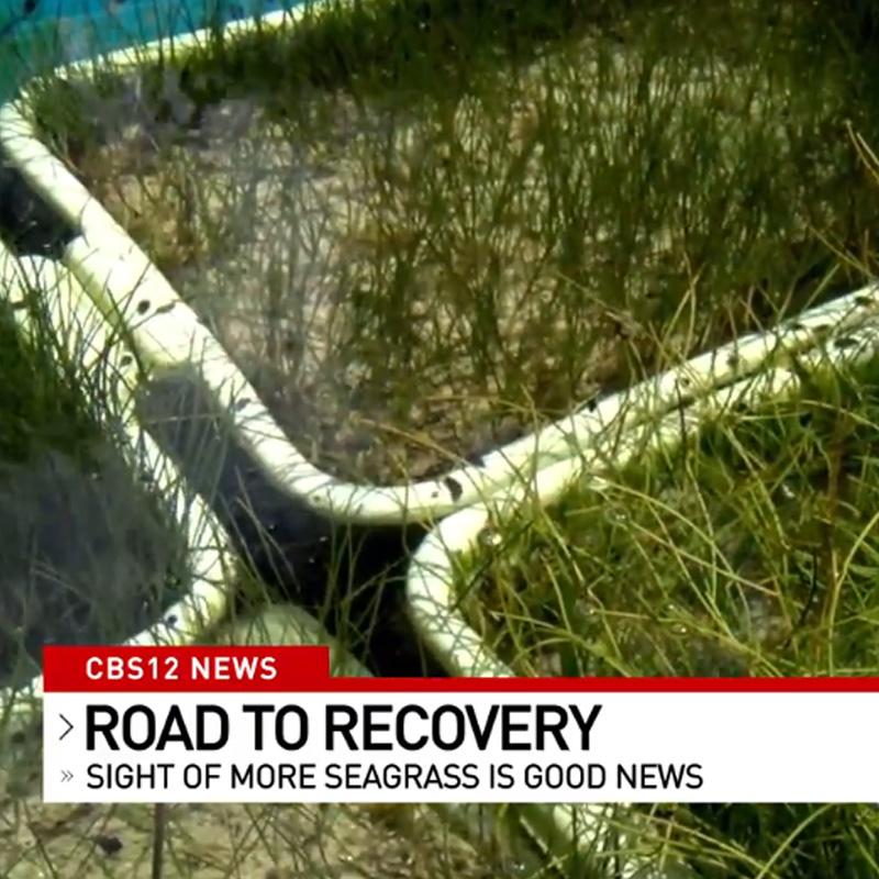 Florida Oceanographic Society Free of toxic algae Seagrass growth on